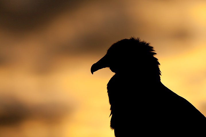 Rabengeier Coragyps atratus Black Vulture